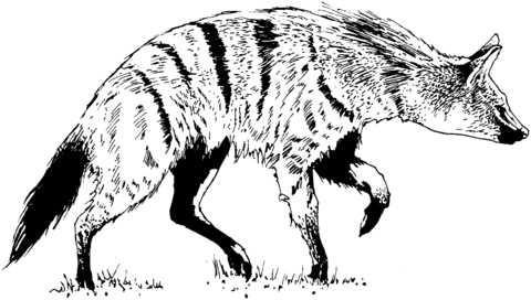 Realistic Striped Hyena Coloring Page